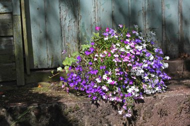 Lobelia çiçekler