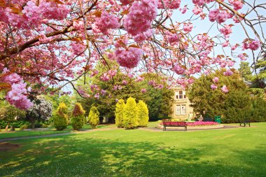 Blooming pink cherry tree in the park clipart