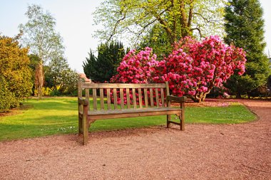 Beautiful, old park with azalea trees clipart