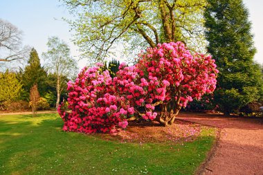 açelya ağaçları ile güzel, eski park