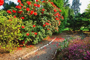 açelya ağaçları ile güzel, eski park