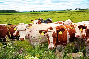 A herd of cows in the fields, close up clipart