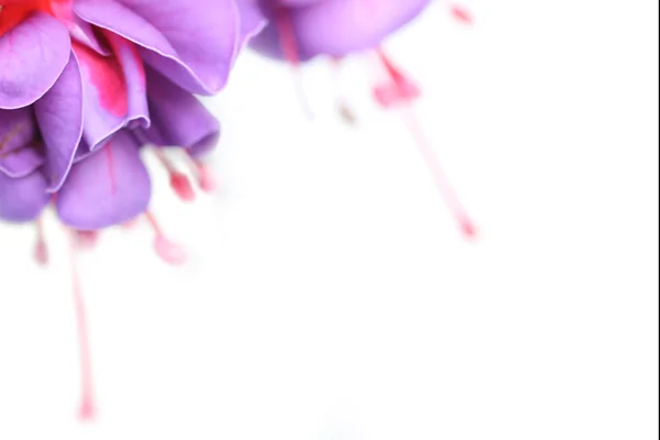 Gyönyörű lila közelről a fehér — Stock Fotó