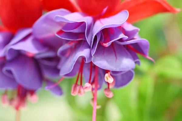 Beautiful fuchsia close up — Stock Photo, Image