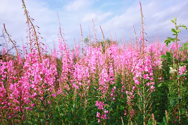 Krásná louka fialové květy — Stock fotografie