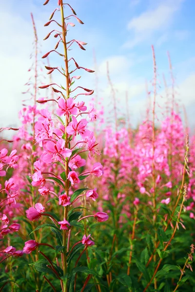 Belo prado de flores silvestres roxas — Fotografia de Stock