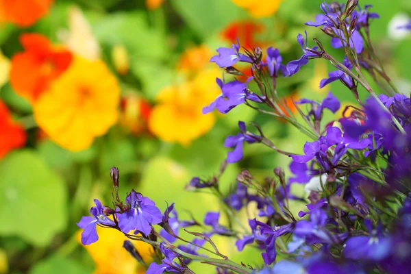 Lobelia kwiaty — Zdjęcie stockowe