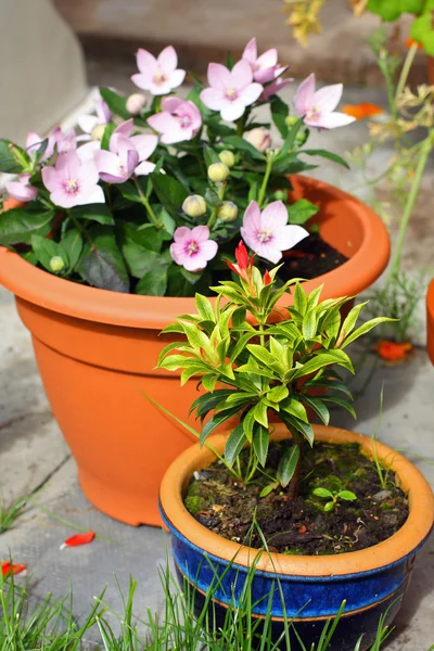 Tuin bloemen in de potten — Stockfoto