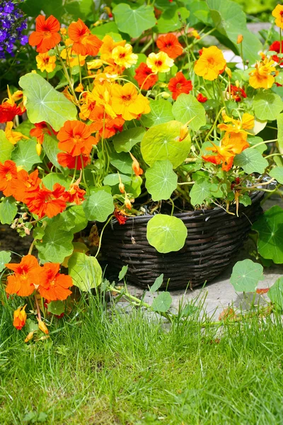 Цветущий настурций в саду — стоковое фото