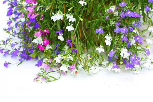 Lobelia fiori su sfondo bianco — Foto Stock
