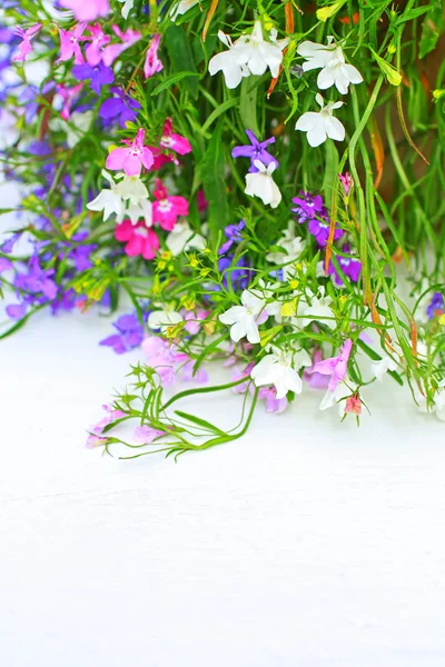 Lobelia fleurs sur fond blanc — Photo