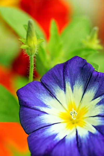 Krásné zahradní květiny zblízka — Stock fotografie