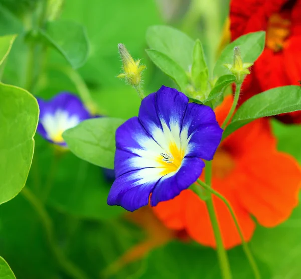 Beautiful garden flowers close up — Stock Photo, Image