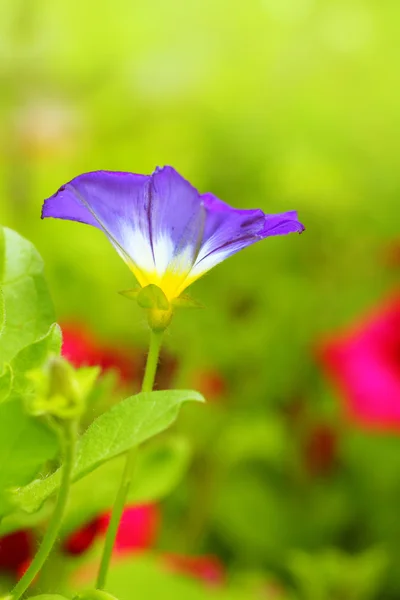 Schöne Gartenblumen aus nächster Nähe — Stockfoto