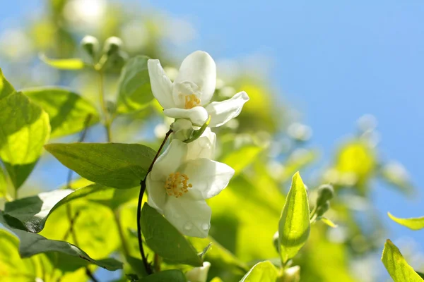 White, summer flowers — Stock Photo, Image