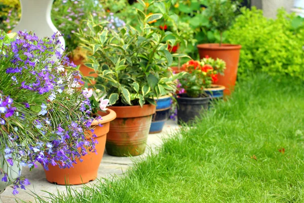 Lobelia fiori e piante in giardino — Foto Stock