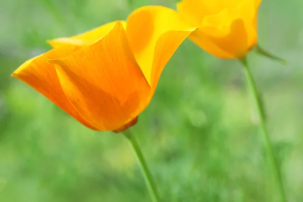 美しい、柔らかく、オレンジ色のポピー — ストック写真