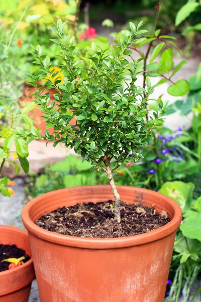 Tuinplanten in de potten — Stockfoto