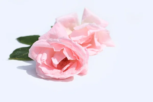 Прекрасные розовые розы крупным планом — стоковое фото