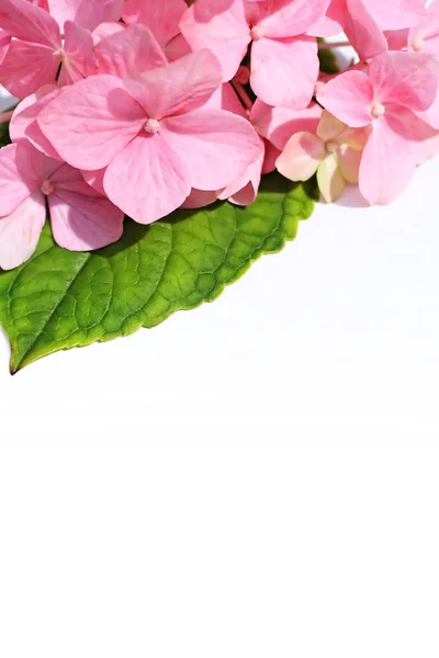 Bílé pozadí s růžovými hortensia — Stock fotografie
