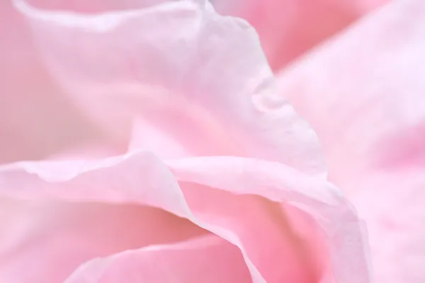 Zbliżenie śliczny różowy płatki róż — Zdjęcie stockowe