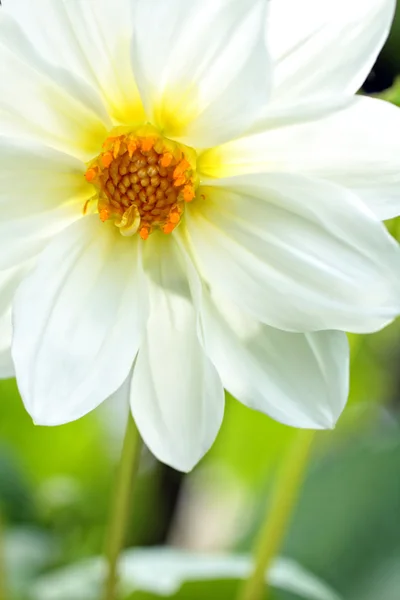 Güzel beyaz yıldız çiçeği — Stok fotoğraf