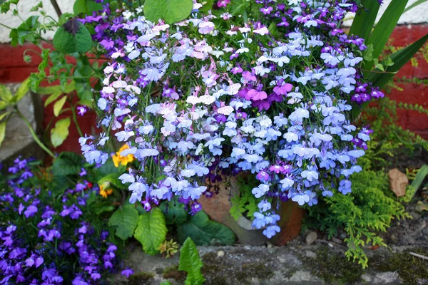 Lobelia flores — Foto de Stock