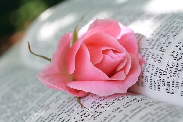 stock image Lovely pink rose closeup