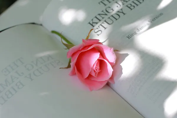 Śliczny różowy zbliżenie róża — Zdjęcie stockowe