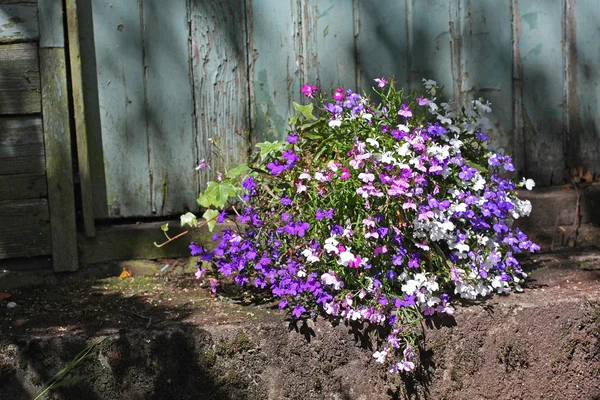 Lobelia flores — Fotografia de Stock