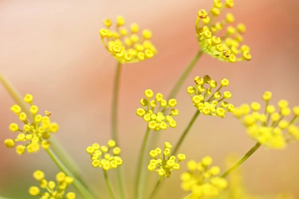 Kvetoucí kopr zblízka — Stock fotografie