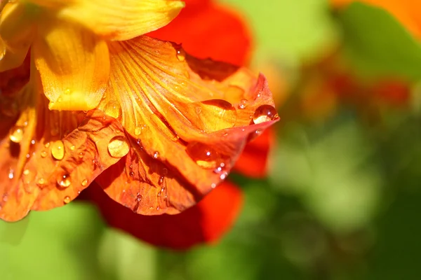 Blooming nasturtium in the garden — Stock Photo, Image