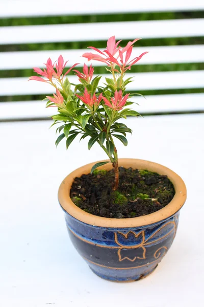 stock image Garden flower in the pot, forest flame