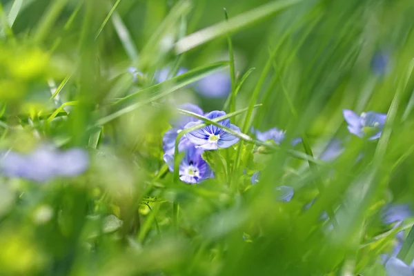 Красивые полевые цветы крупным планом — стоковое фото
