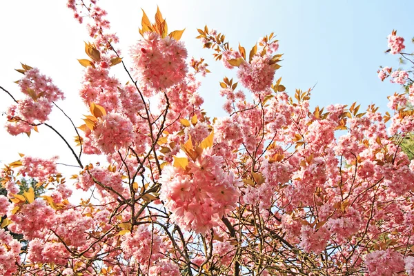 Blooming pink cherry tree in the park — Stock Photo, Image