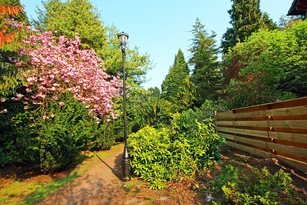 Цветущая розовая вишня в парке — стоковое фото