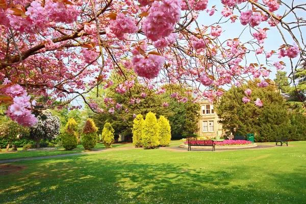 Bloeiende roze kersenboom in het park — Stockfoto