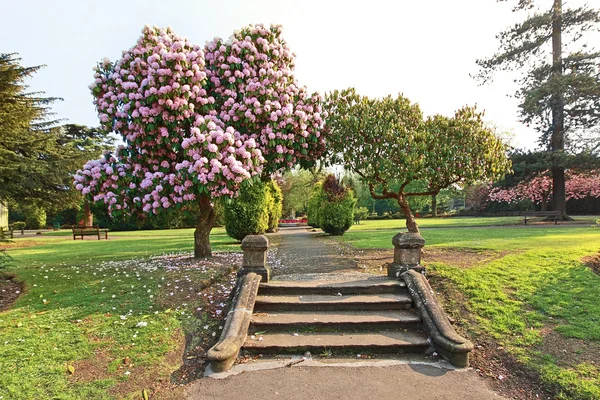 Hermoso árbol de azalea con viejos pasos — Foto de Stock