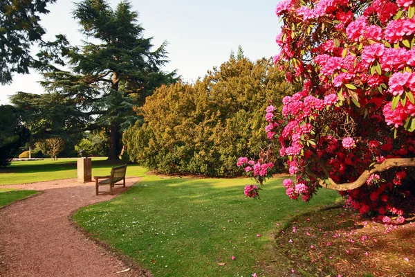 Açelya ağaçları ile güzel, eski park — Stok fotoğraf
