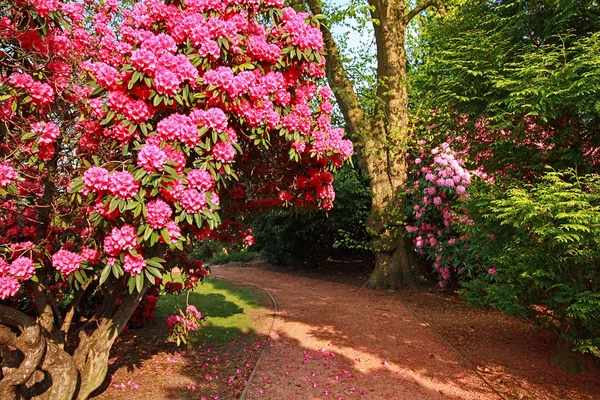 Mooie, oude park met azalea bomen — Stockfoto