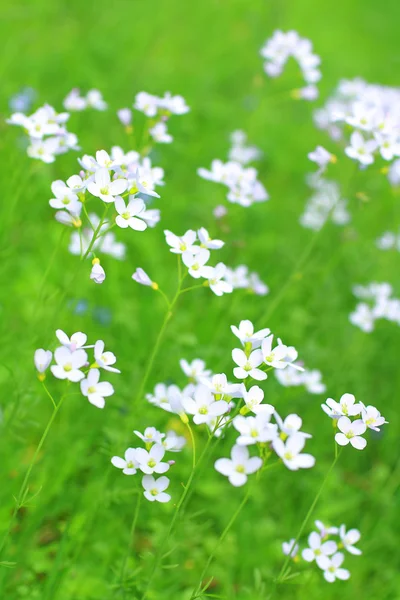 Bahar içinde beyaz kır çiçekleri — Stok fotoğraf