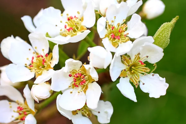 Birnbaum blühende Blumen — Stockfoto