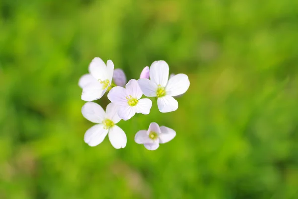 Білі квіти у весняний час — стокове фото
