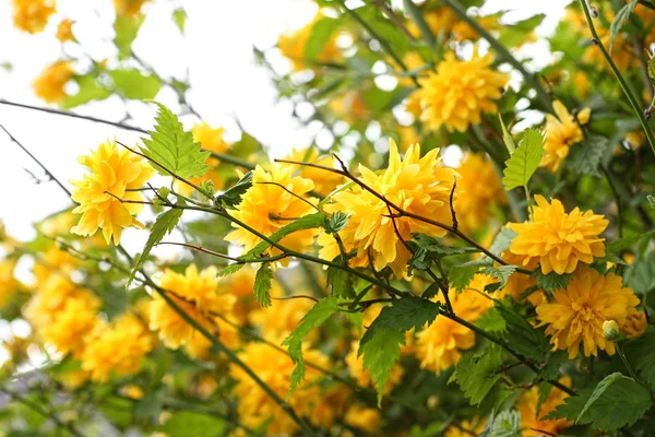 Lindas flores amarelas no arbusto da primavera — Fotografia de Stock