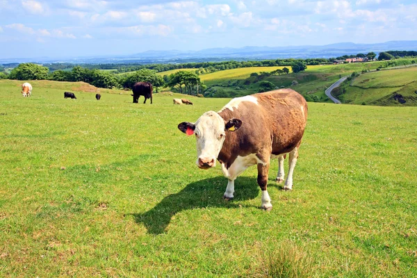 Vacas pastando en las colinas de Escocia — Foto de Stock
