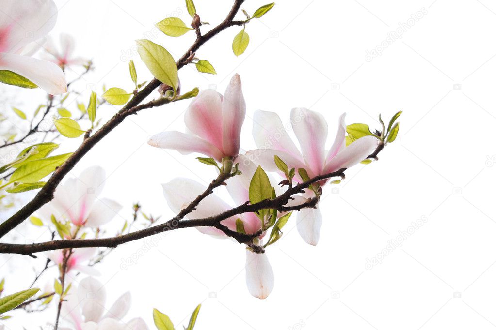 Beautiful magnolia flowers isolated on white