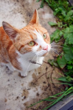 Kameraya bakarak çok hoş, sevimli kedi