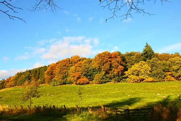 Осень в Шотландии — стоковое фото