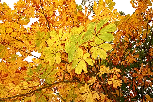 Belo Outono na Escócia — Fotografia de Stock