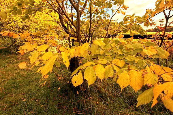 Beautiful autumn in Scotland — Stock Photo, Image